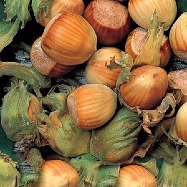 69982132757982d5d5d3f0bd10ab7c1a