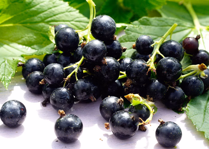 69a146825f2985a69933982b62c8d6c6