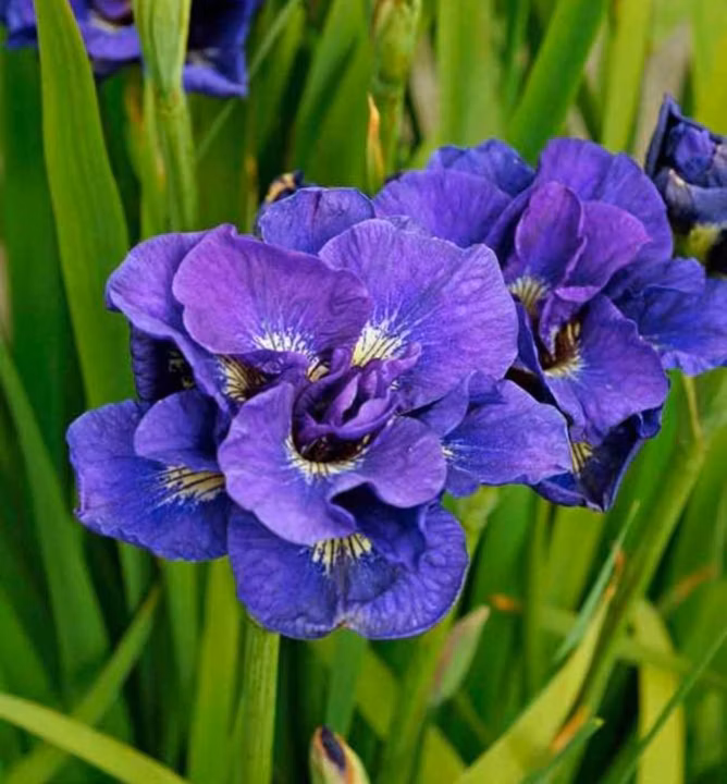 69b17f588818ed40ffd5b52eb63f7aa0