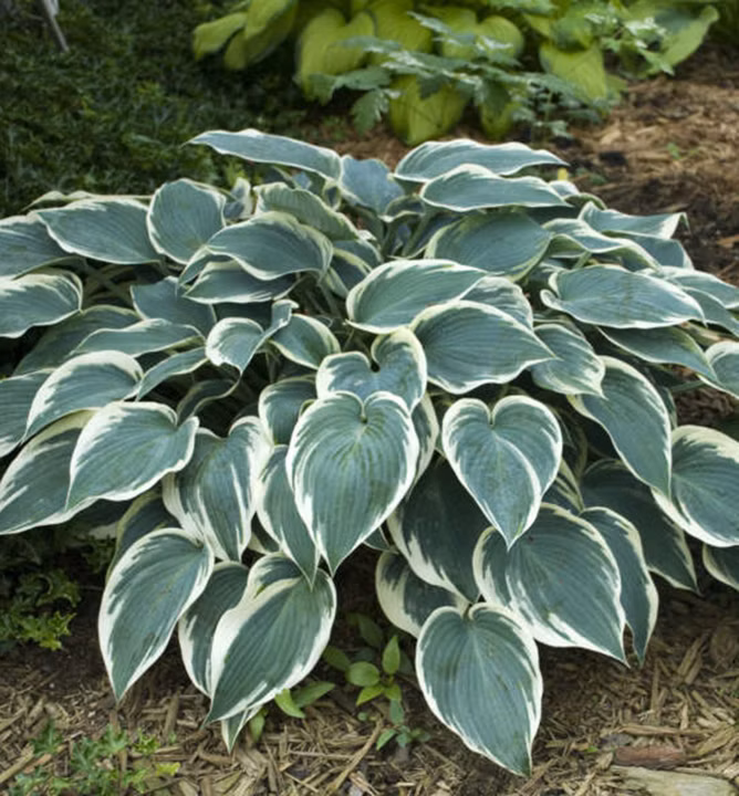 69c614e3c415dafbdc66391f47586e33