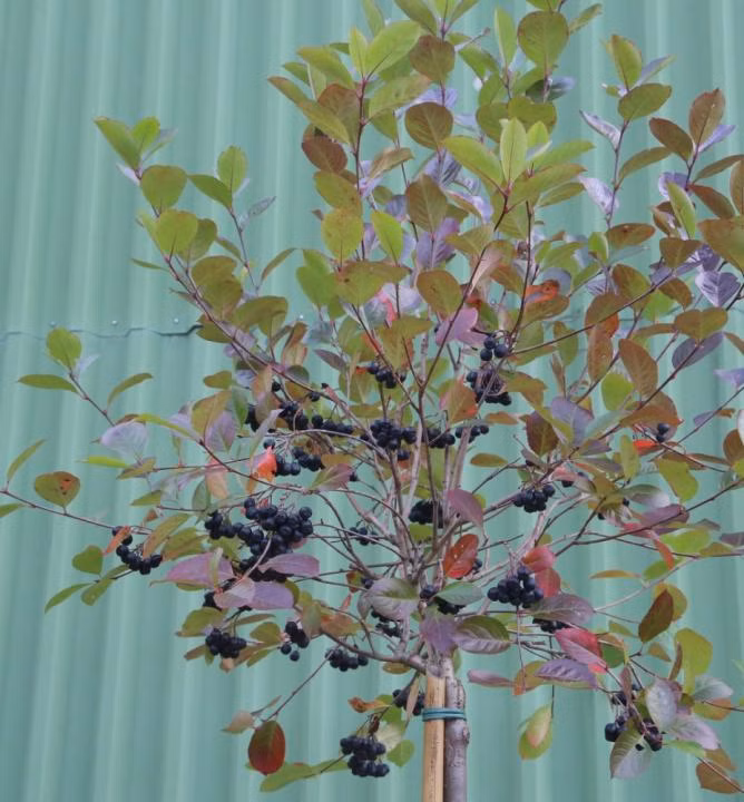 69d92dfc493bd0182cde75edd7fdcf8b