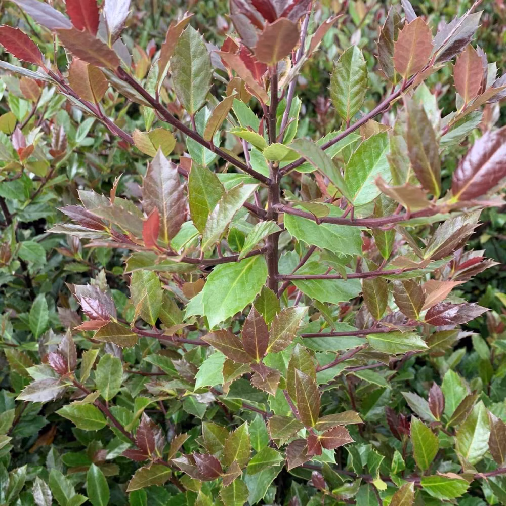 69df2bd04fa799bd898057fb3b41dc2e