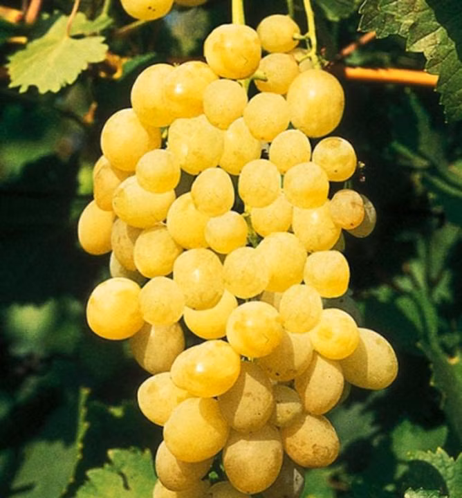 6a2fd4d8499cd9c2f0eaec8ed59b14e9