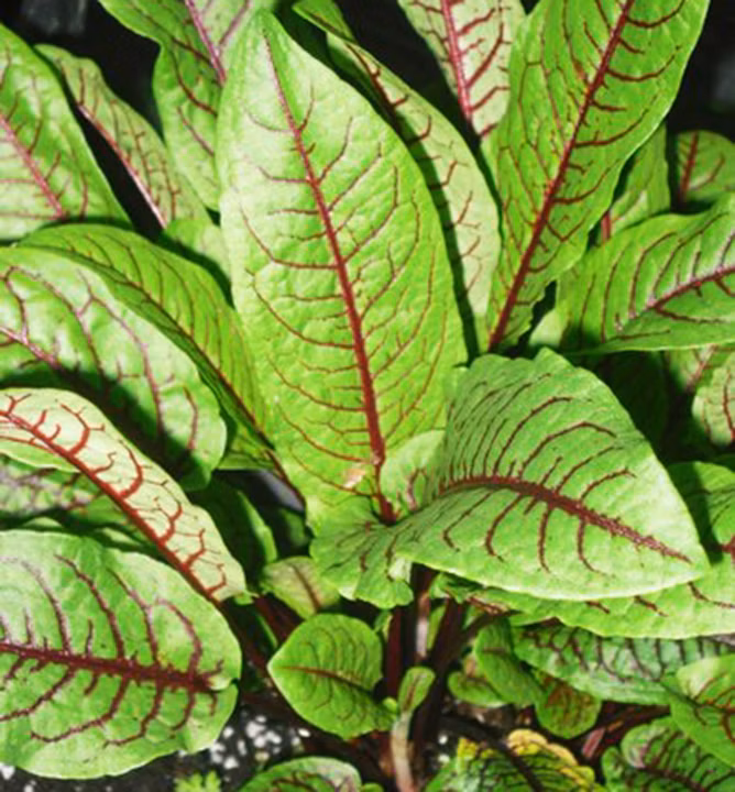 6a3a54a94b73f862f660cf75def133e4