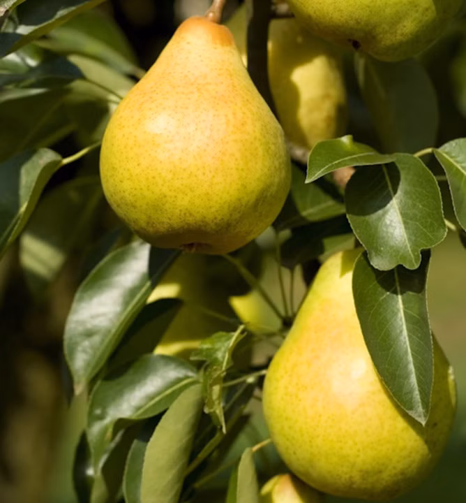 6a4bb20ca1fb1cf58a82c1fe360d9ff1