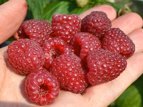 6a503c325b17882d7ebc6dc896dd24d0