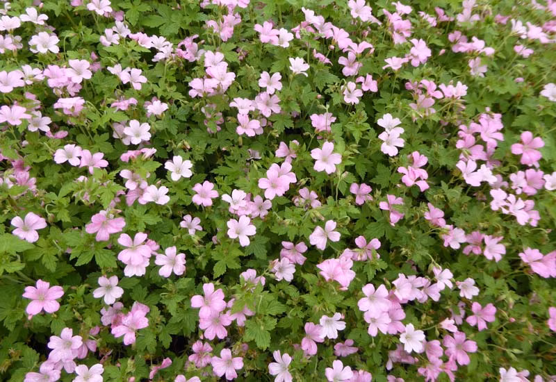 6a53b9363967da3b40be152f33f951bf