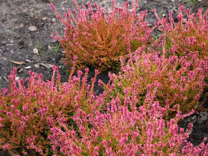 6a59288f68426040c5b0dec82e301e1f