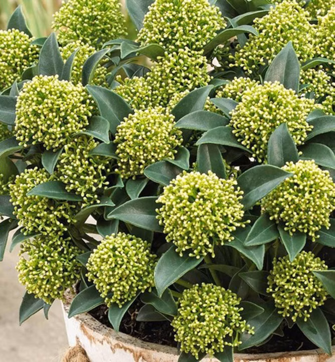 6a869cfa5cc16f90e54e57557ef54d3d