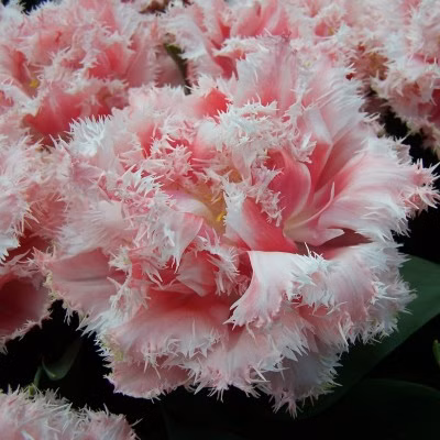 6a8864da8f85dc19d4204a555e129e1f