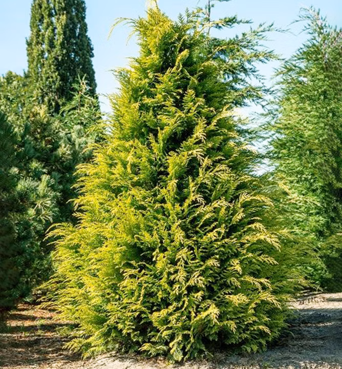 6a8b1f6ca32ad0f5149776a6aa2a245a