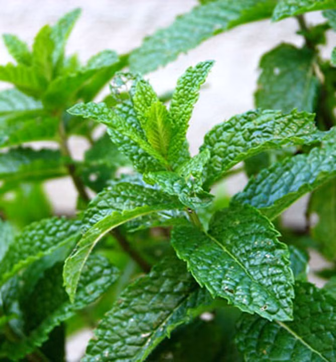 6a9ba6b87121a5e5d24c79084e8f54be