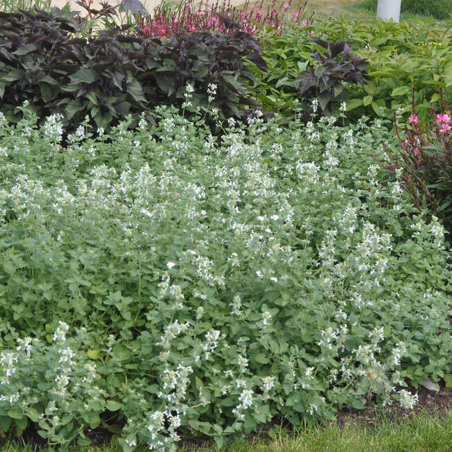 6aedc7e60f76f6e65ad1f9e8bbbe2f0a