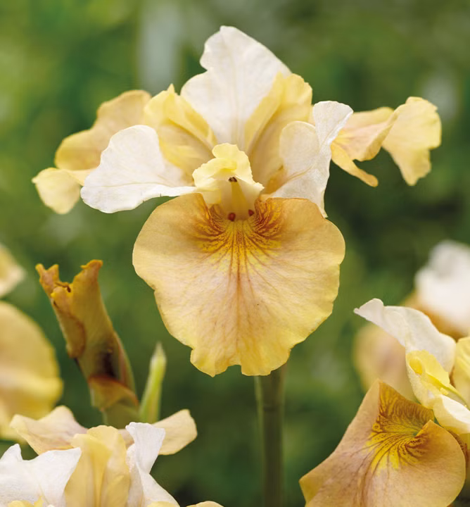 6af3b6329d6b555cfabecf5067a4d673