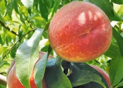 6b07e64a47facaff0f2a0da26e37f911