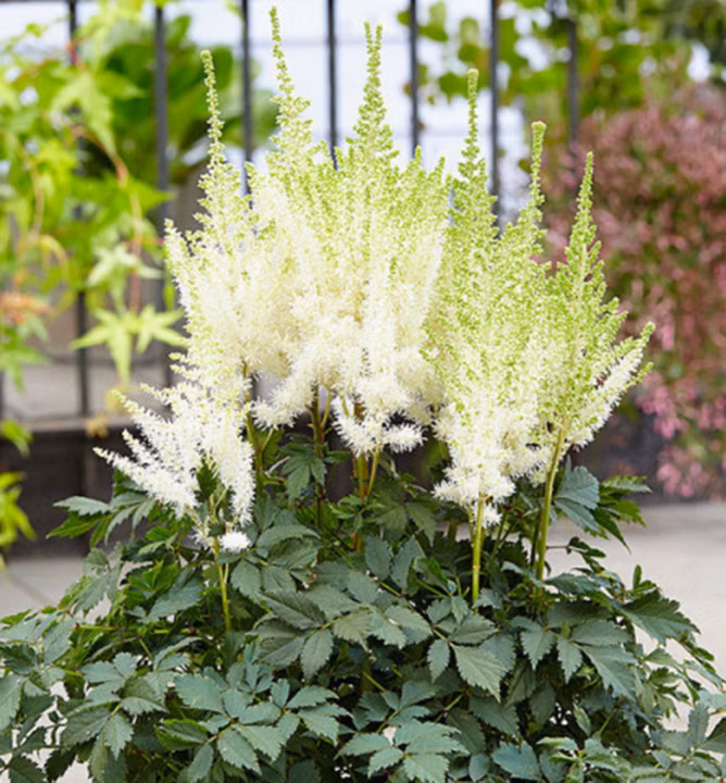 6b12da48781c530d510495796b4907a5