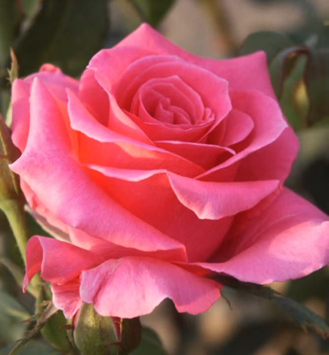 6b2905c8eae0b8ea5c57c7df35ad4ff6