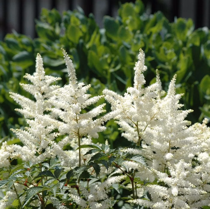 6b4264eb9ff42db1870395705c4a4093