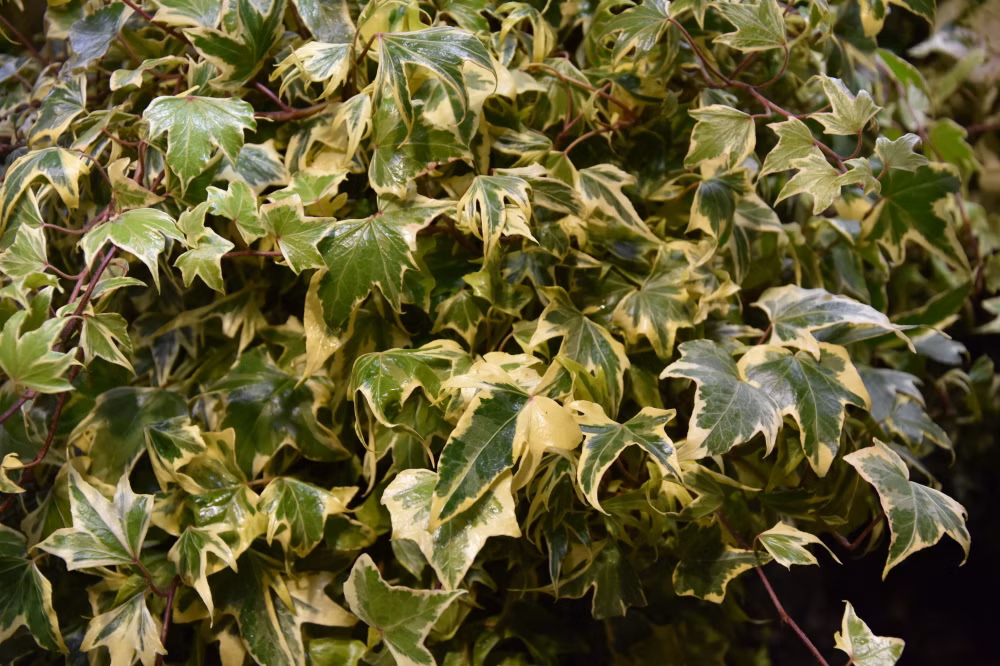 6b50f1e6bc47b9330bc26f18e68e66f6