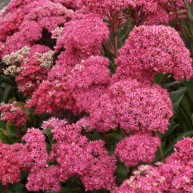 6b58863a6b983036d6ce075dce7e408c