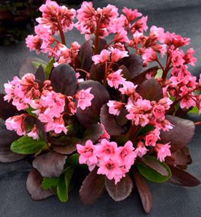 6beaca9507553efca3c9818edda30327