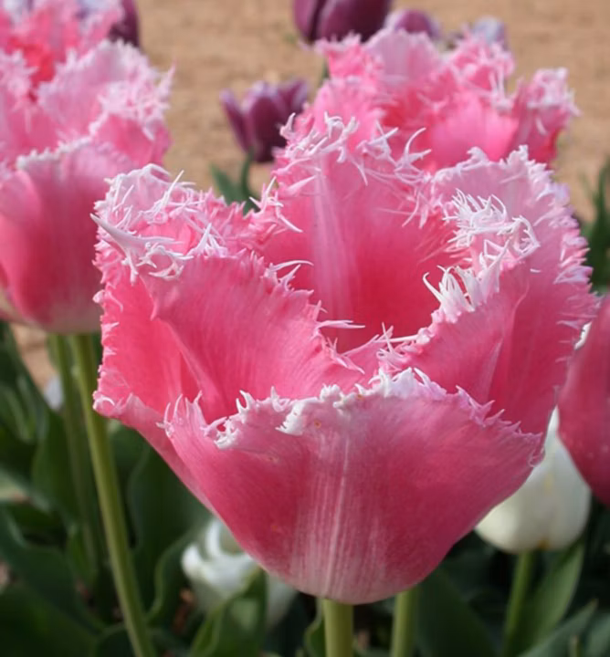 6bfb615bb4a761ff48971989d76b3a08