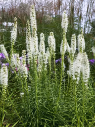 6c69bf5a47ec67c2f8c8f15fe1e3eca2