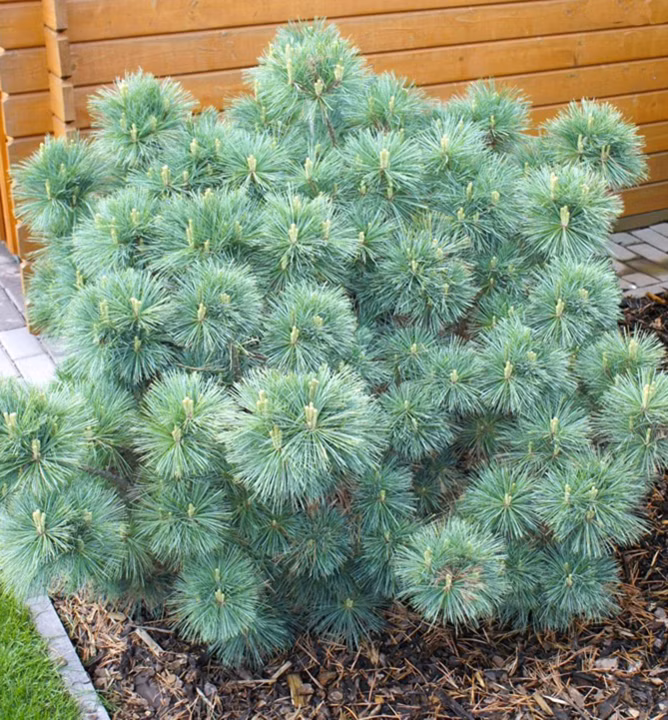 6c794a81ea19b5dea0d8ff0cd61afc49