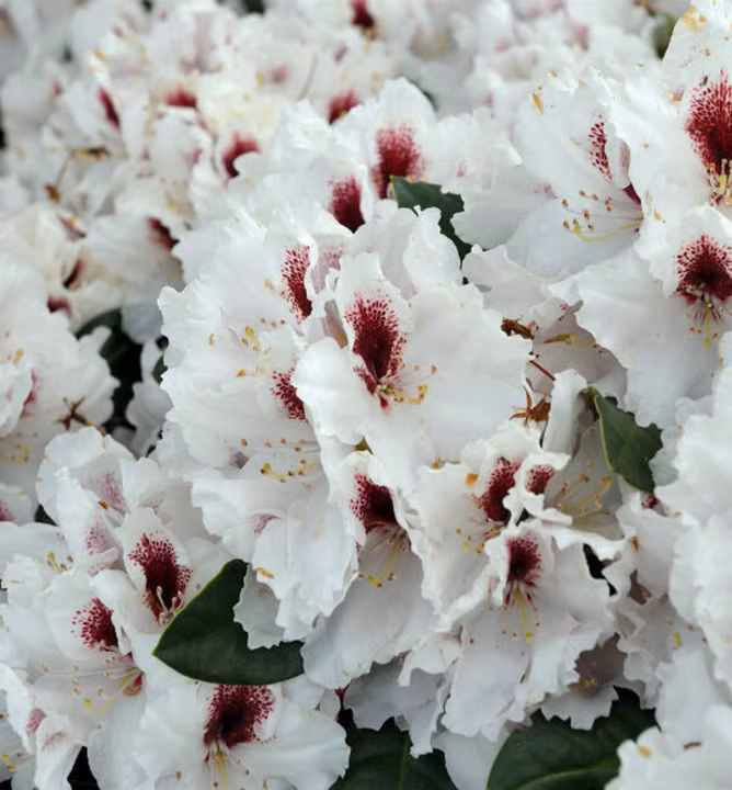 6c98628e4b43db42081d4aab8926b936