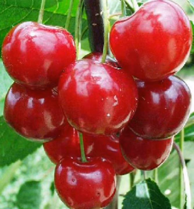 6ca75c8f67da05fcf2356560225bb741