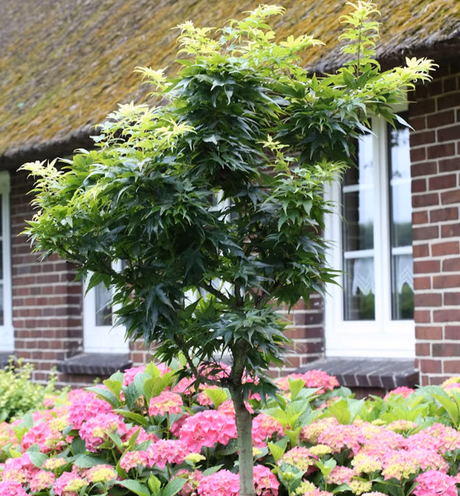 6cadfd680bcc06869508b5268ef0f97e