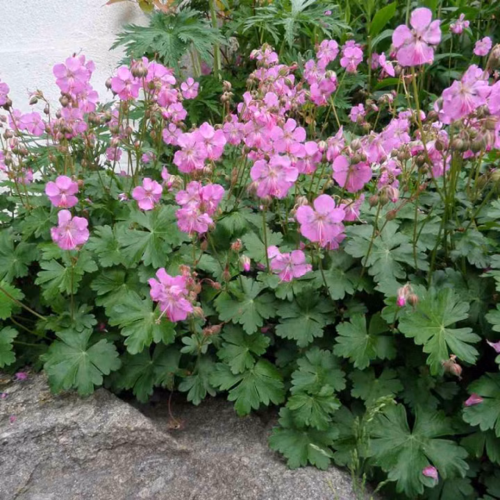 6cc3978bd8549067777a80c018d7f2cc