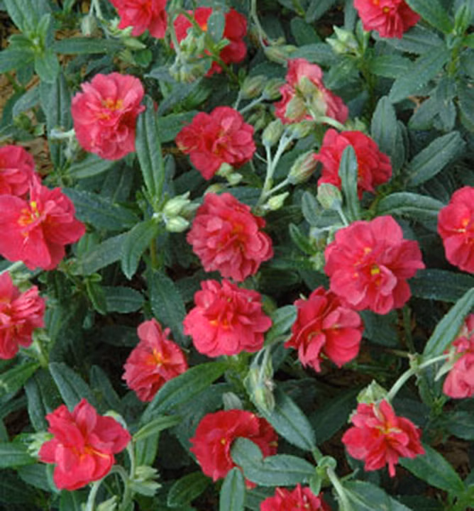 6cd362756140b388f37efd3a3fd6352d