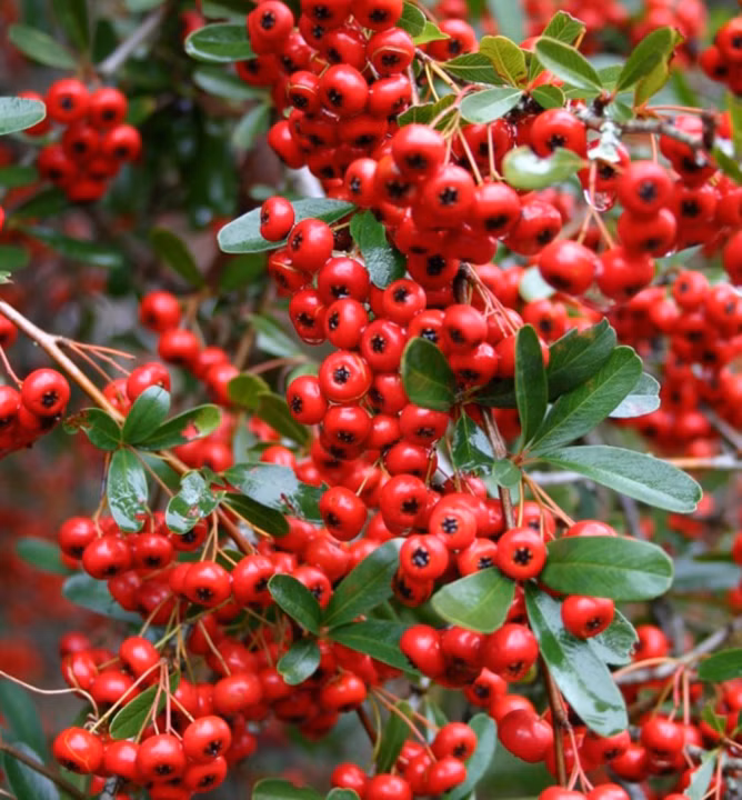 6cf1b7f94c77dc5f824295c99c1aa1a3