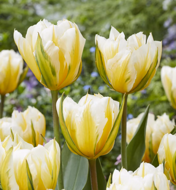 6d276d17343b8a4acd165559522f7bd3