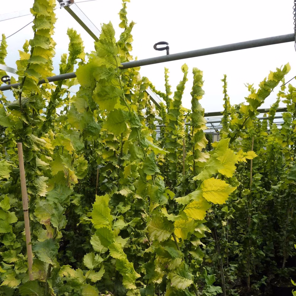 6d385d4d410905bce1ab17992653e300