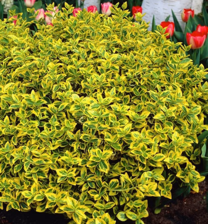 6d54f56892b2407b0cfeb402dc197540