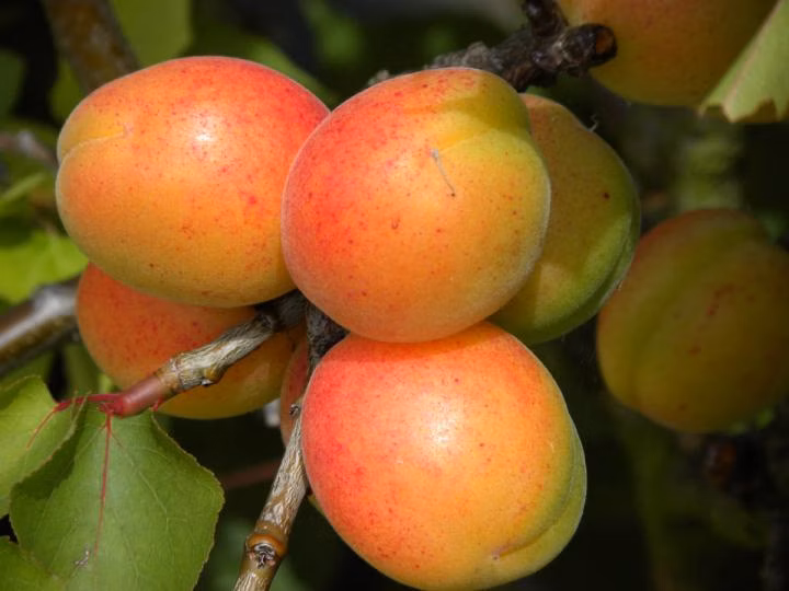 6d6b6204c8c58a2420208caafa18b29a