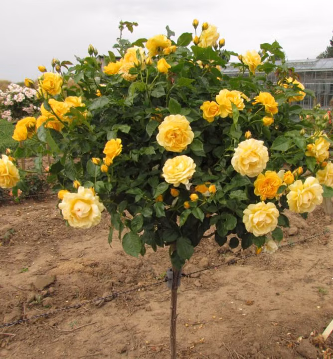 6d7d1e4c5b8229545d381e1c43d0b1ac