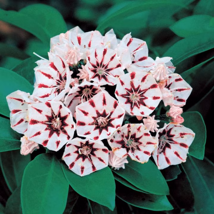 6db70c55d6df0c77df563bcb4c7ecfb2