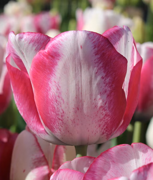 6dbb4655bc8d3c158b52460dbd97c660