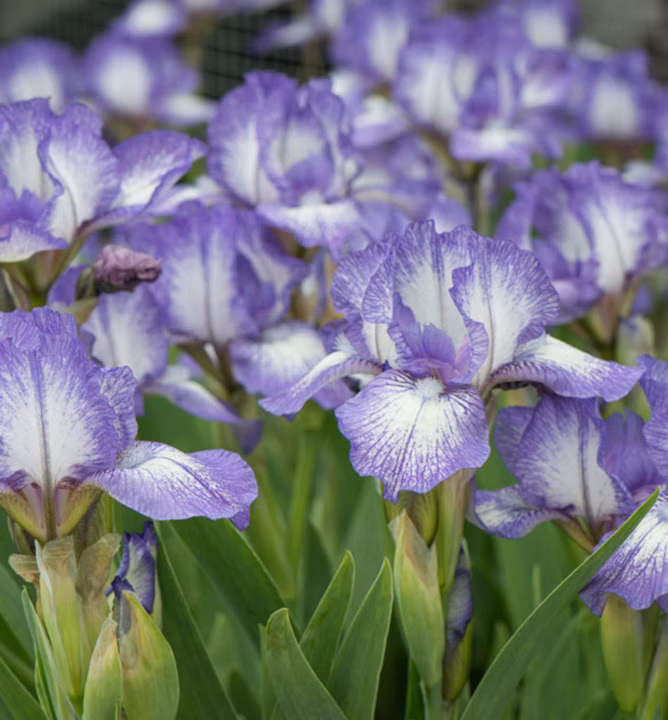 6dd1e38598ccea48f5bbac7ed95f88d8