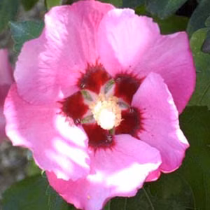 6df0b0f75a29c915b5af07aa9a691975