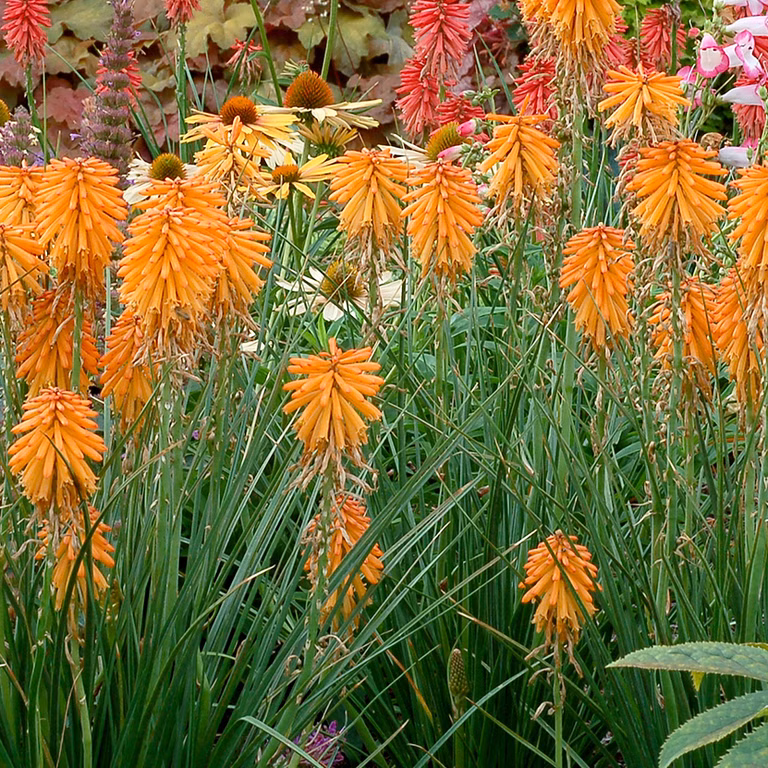 6e0f65b666a415be4a79b86ba282ec28