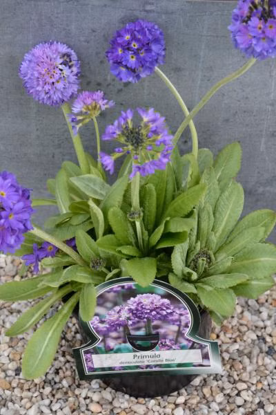 6e123bd4a56a1b2c2fece868b3822e7a