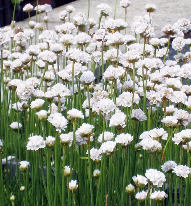 6e3fb2f494b78a39109627a1dbd3e9ca