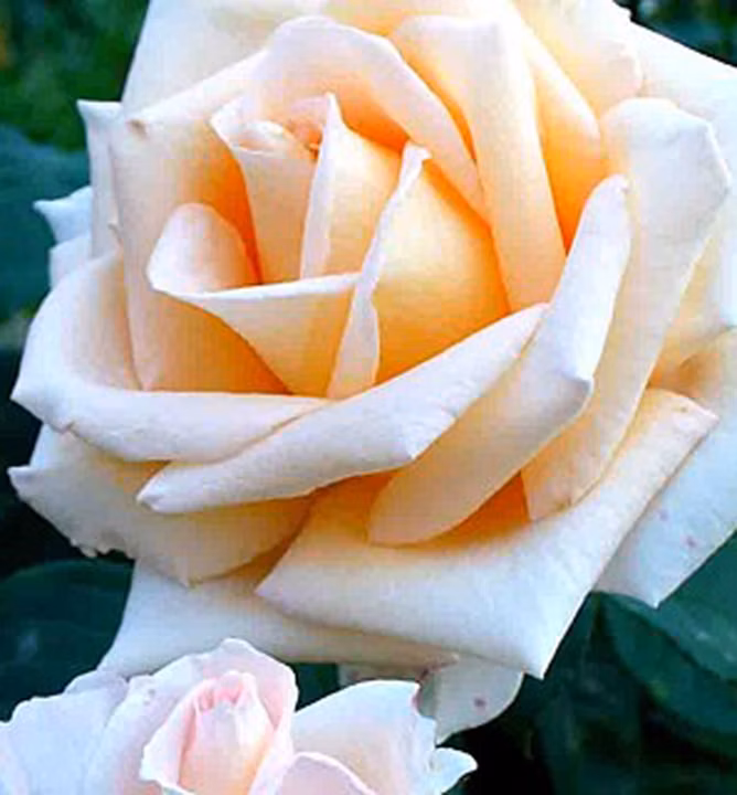 6e8509ceda74307d208eb01f777ea233