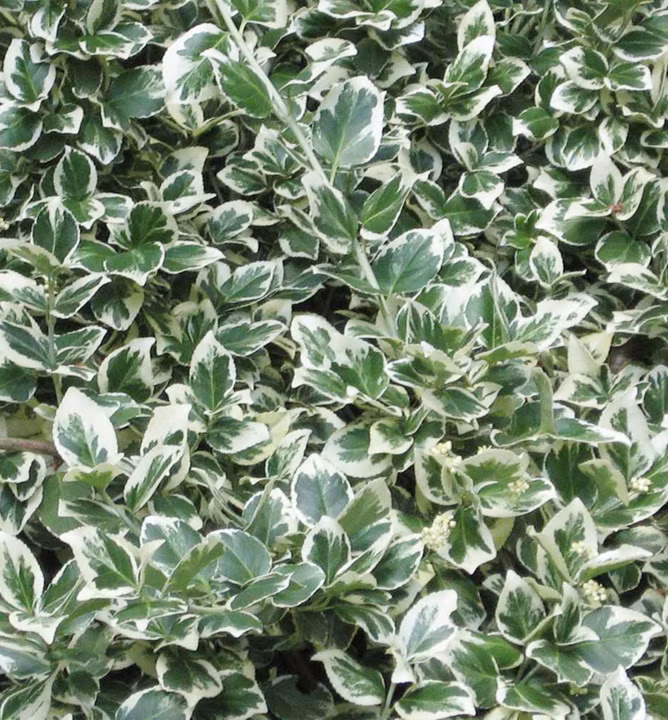 6eab4fc725a4473d93be08c932406629