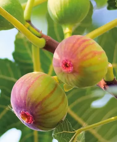 6ecb71540de0b9fbb1676306e418bab2