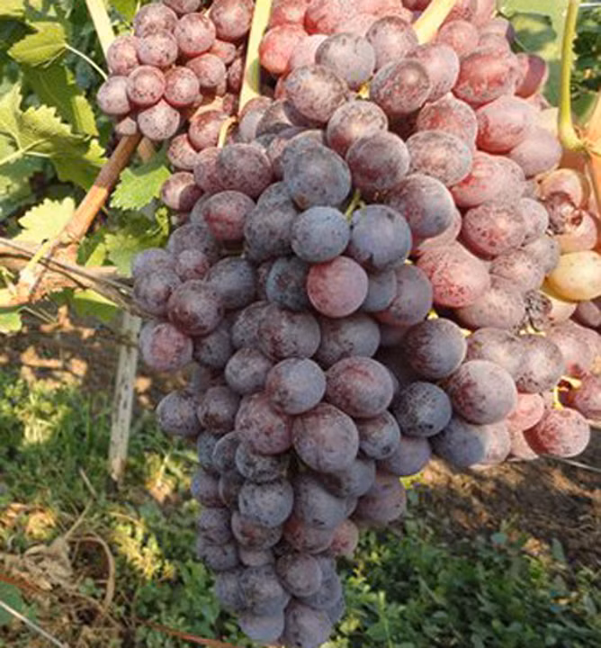 6ed5906ca234c70f885e4e751d95d78a